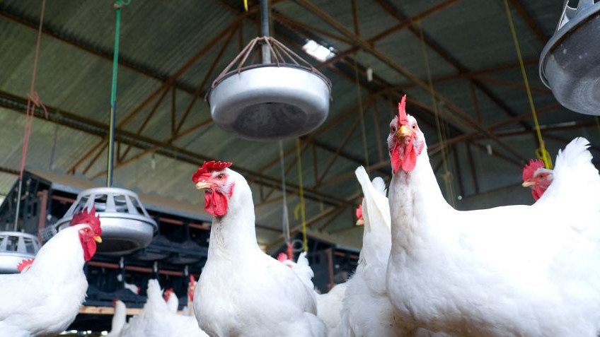 GRIPE EN AVES SILVESTRES EN LA PROVINCIA DE BUENOS AIRES: RECOMENDACIONES