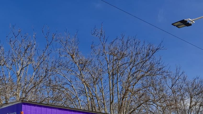 El quirófano móvil de castraciones funcionará en Los Pinos