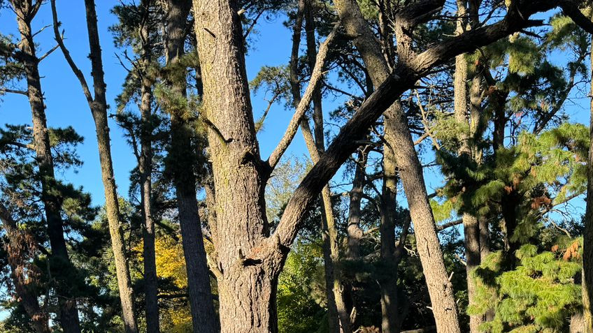 Puesta en valor de las parrillas del cerro «El Triunfo»