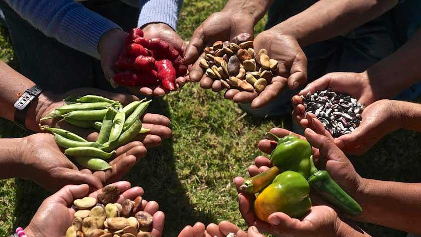 Taller de autoproducción de semillas