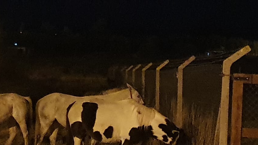 Propietario de equinos fue infraccionado