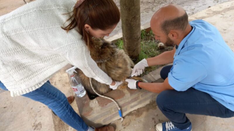 SALUD ANIMAL Y VIGILANCIA EPIDEMIOLÓGICA