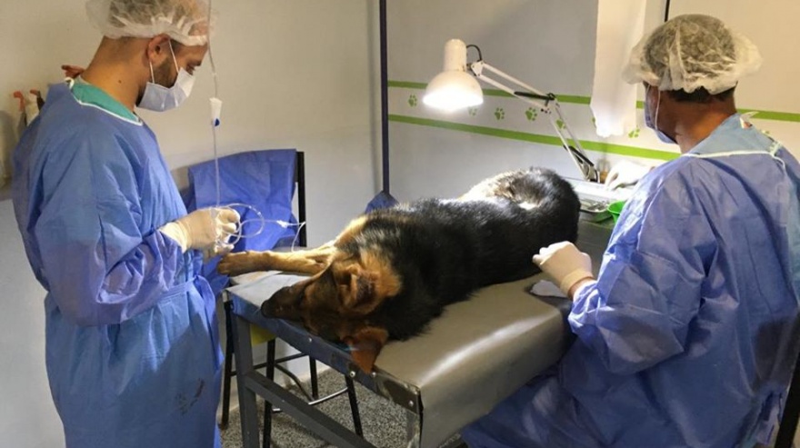 Zoonosis continuará atendiendo en el Club Unión